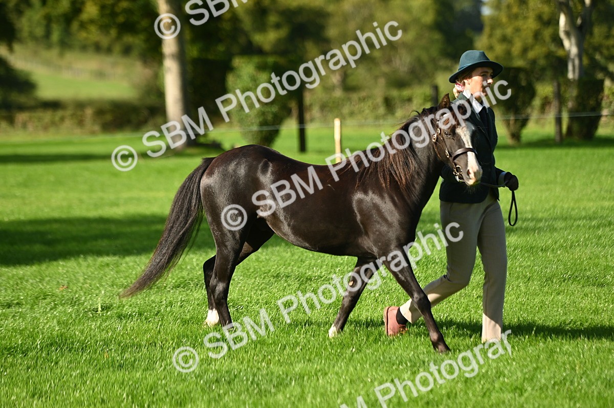 SBM_15823 - S1 - TSR in Hand Horse & Pony Showing