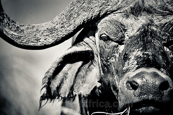 Buffalo, Nairobi National Park, Kenya