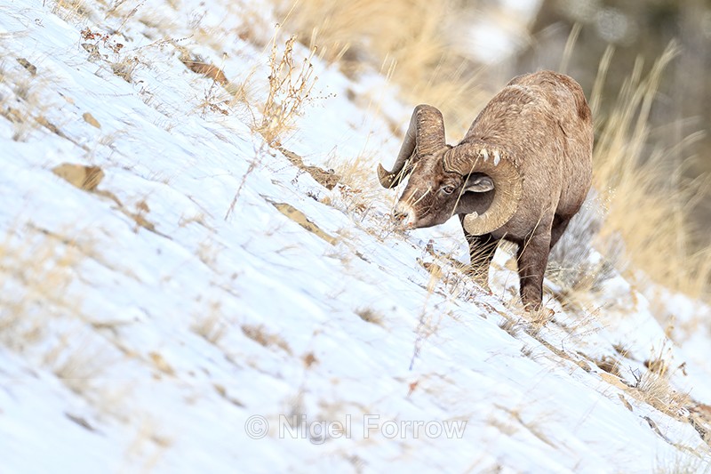 Bighorn sheep grazing on steep slope in winter, Yellowstone - Sheep