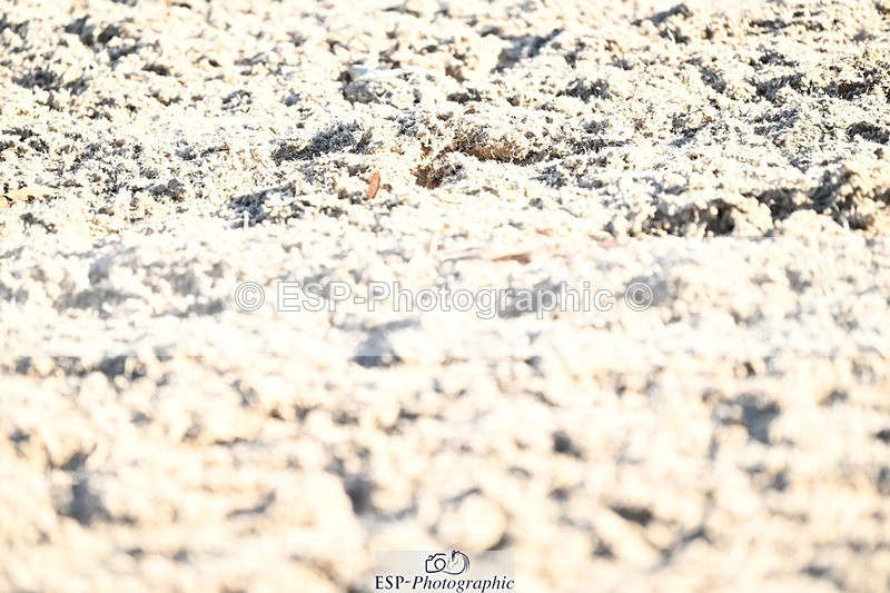 231110-131741-00911 - Cls 4 Novice 39Q