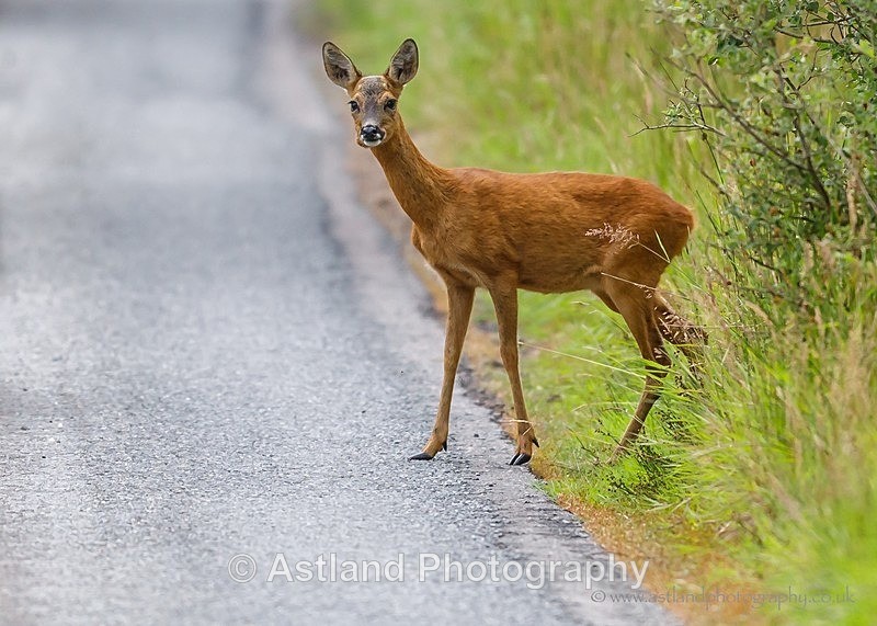 Astland Photography, Bird and Wildlife Images, Susan and Peter Wilson, U.K.