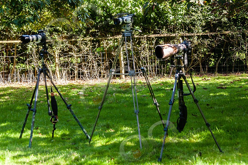 Cameras - Our Birds