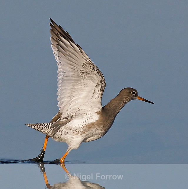 Redshank flapping its wings - Redshank