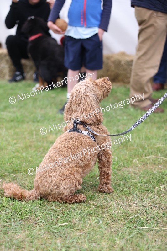 20250607-0357 - Class 9 - Scruffy or Fluffy