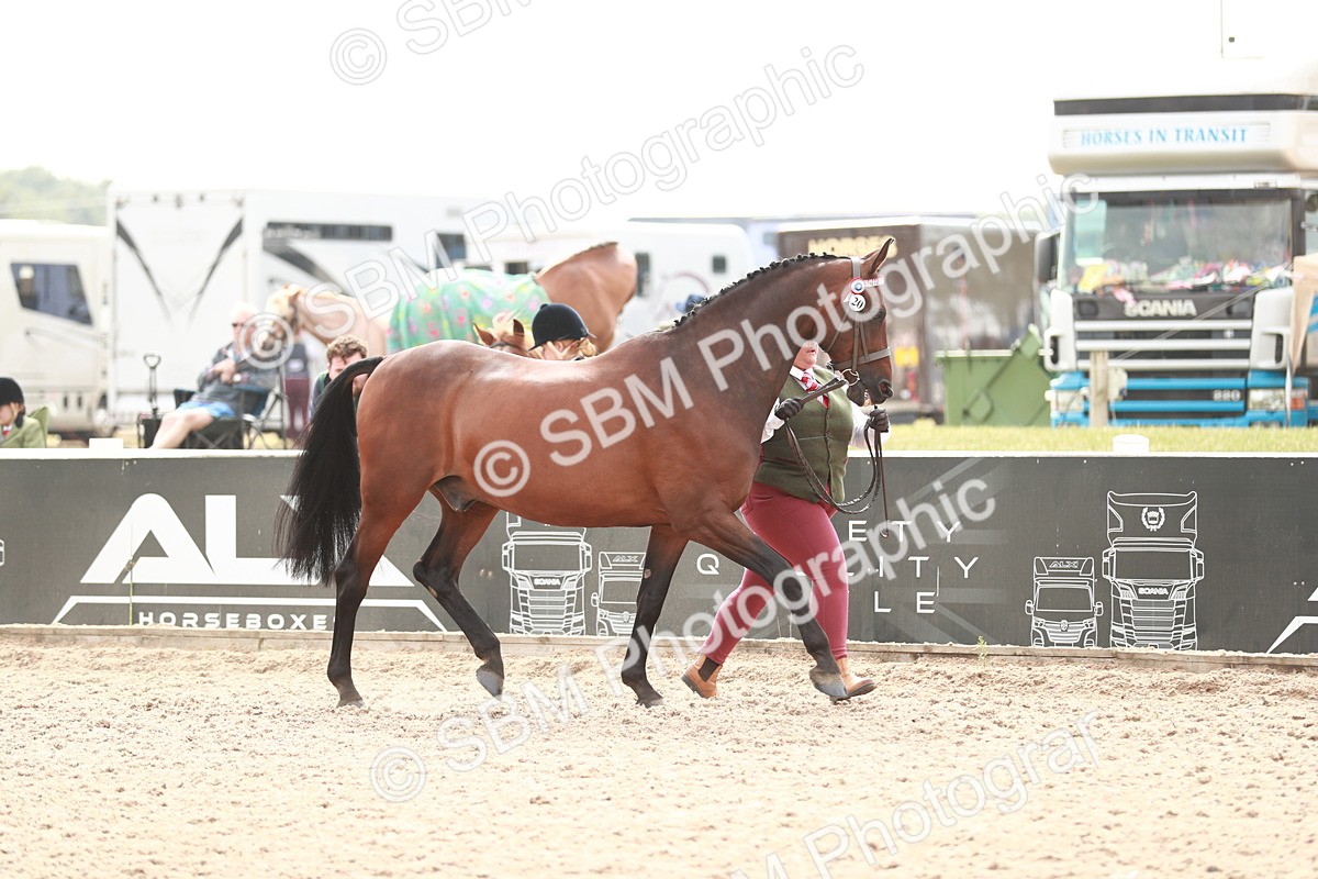 SBM_13157 - Class 208 IH Veteran Horse