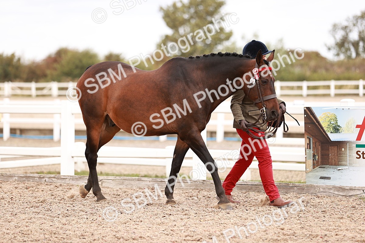 SBM_16187 - Class412 - Handsome Gelding (IH  or Ridden) Adult