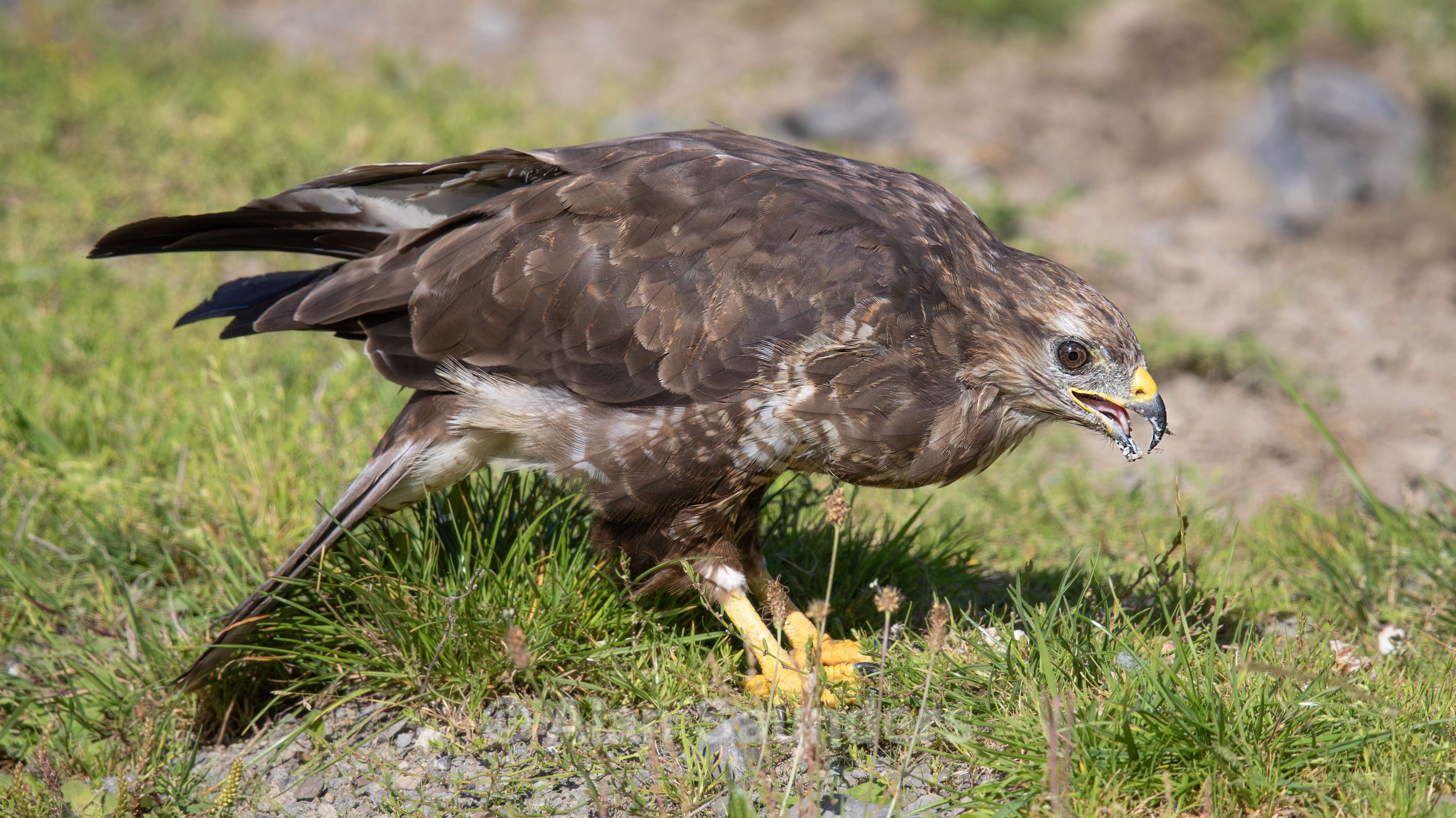 Common Buzzard 6
