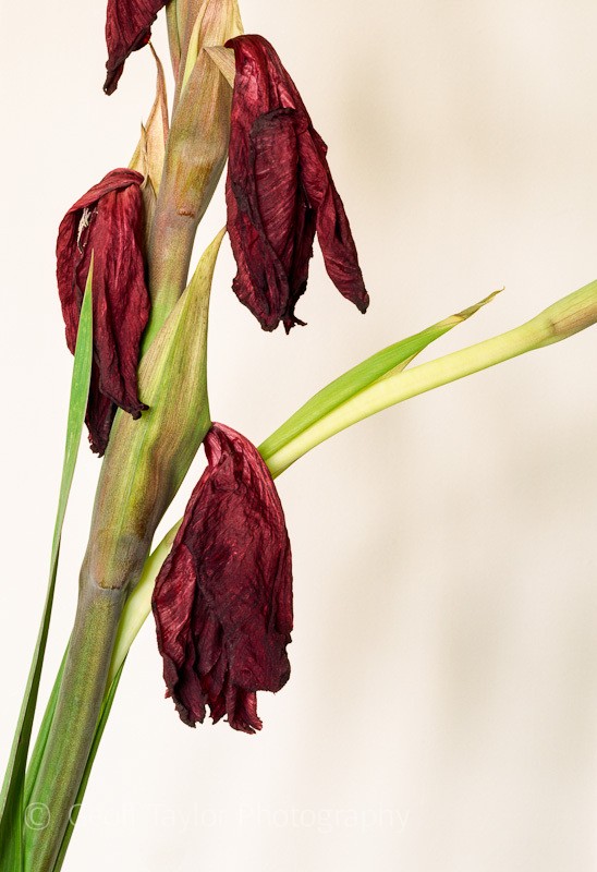 Gladiolus Red - Shropshire Gladioli