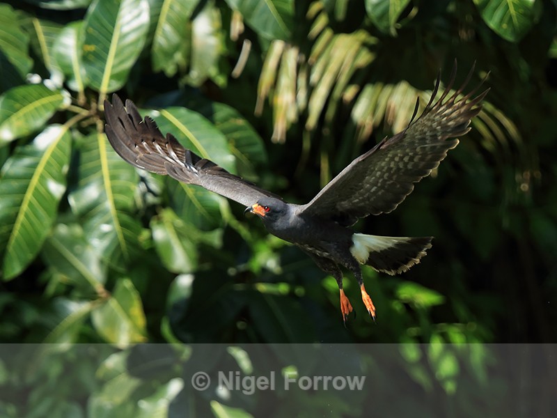 Snail Kite (male) in flight, Panama - Snail Kite
