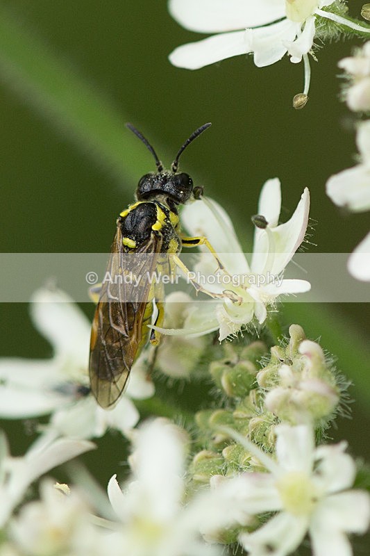 20130823-3K8A5626 - Insects