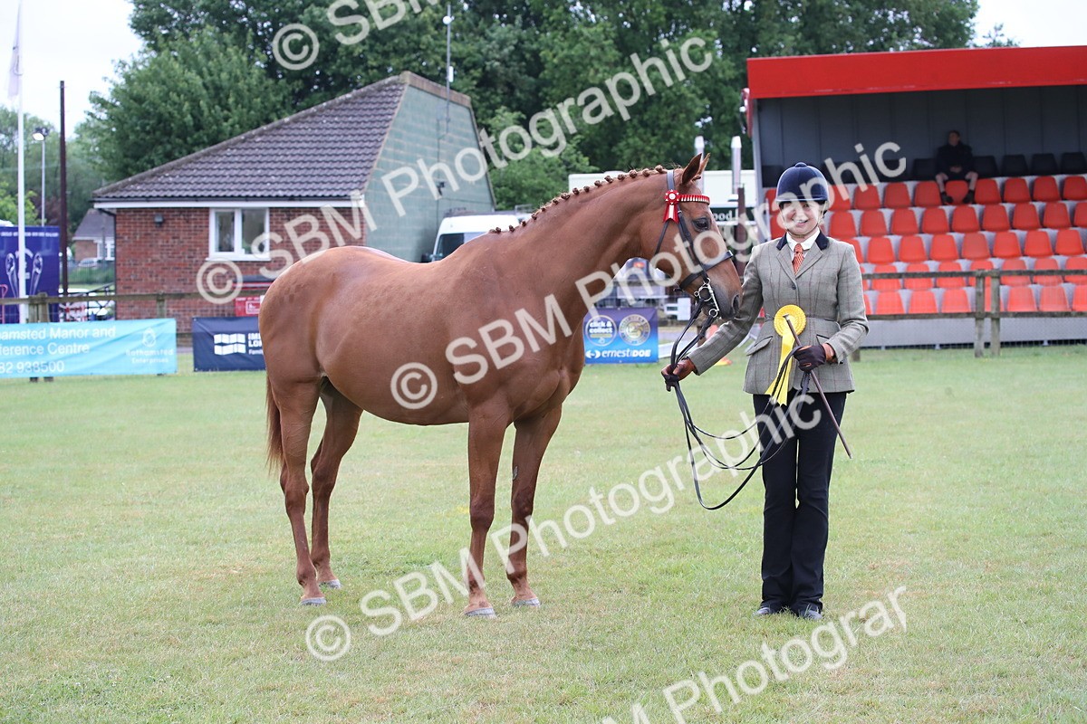 SBM_00186 - Class 17-20 - Arab & Part Bred - Anglo Arab In Hand