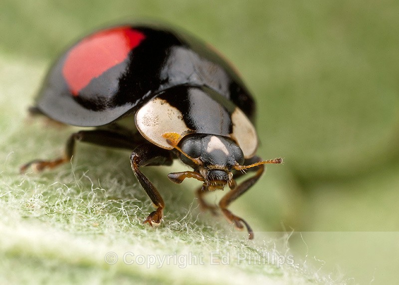 Harlequin Ladybird - Harmonia axyridis (Harlequin Ladybird)