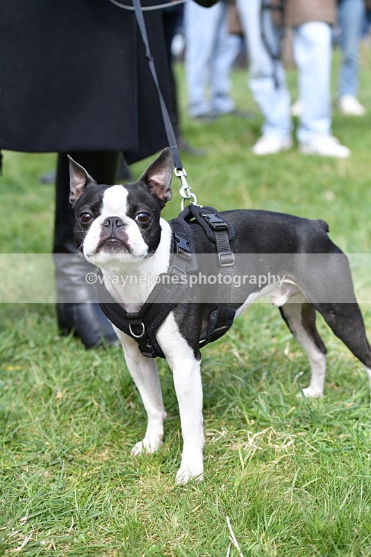 WJ5_0585 - Class 7 Best Terrier