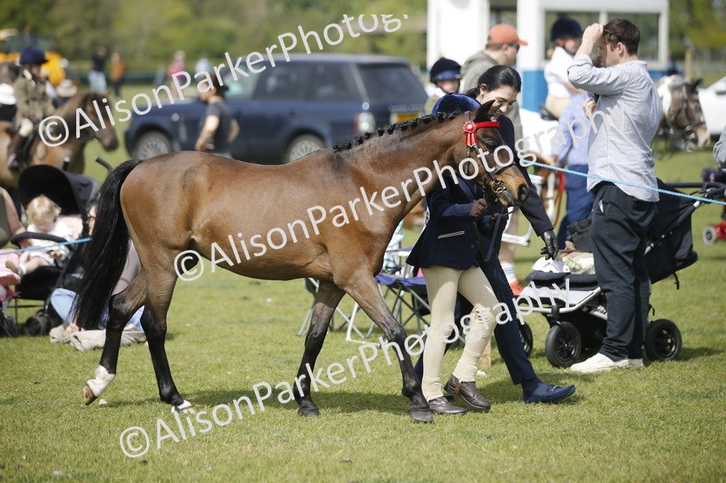 20260426-1828 - Class 7 - Pony Judge Would Most Like To Take Home