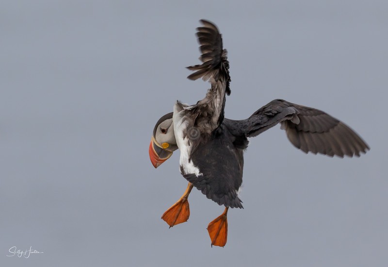 Puffen Flying 4 - Puffins