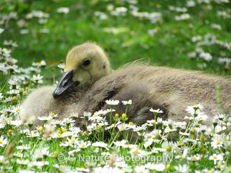 Gosling - Birds