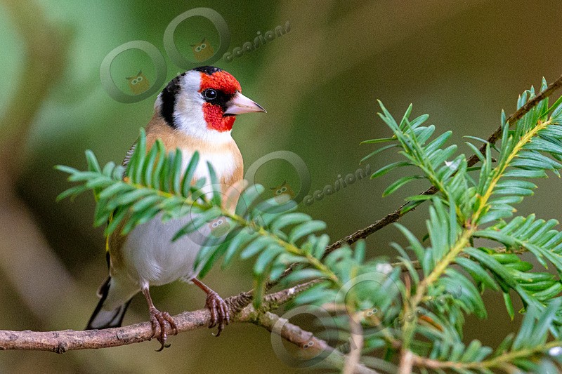 goldfinch Carduelis carduelis-4978 - UK birds