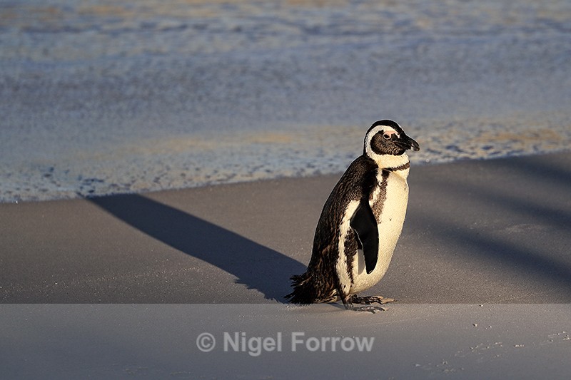 African Penguin and long shadow, Foxy Beach, South Africa - African Penguin