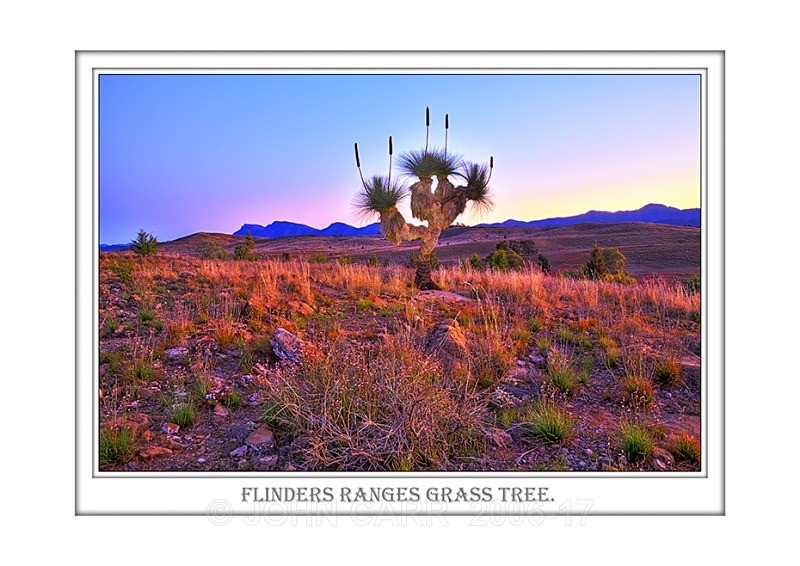 Beautiful Wall Art print with a Border, showing Twilght over a Large Grass Tree, Flinders Ranges, South Australia.