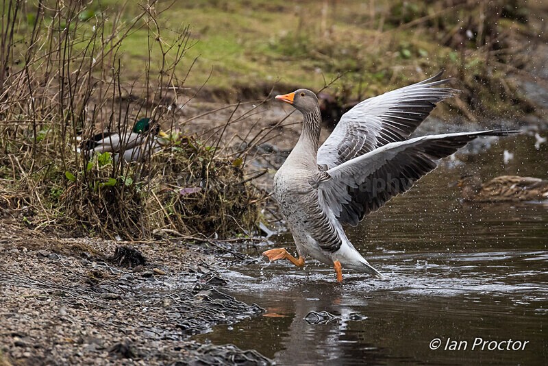 Exiting the water! - Greylag Goose 1 of 4 - Nature
