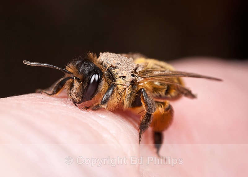 Andrena nigroaenea (f) - Andrena nigroaenea