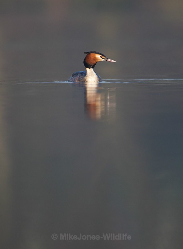 GREAT CRESTED GREBES ref Grebe 11 - GREAT CRESTED GREBES