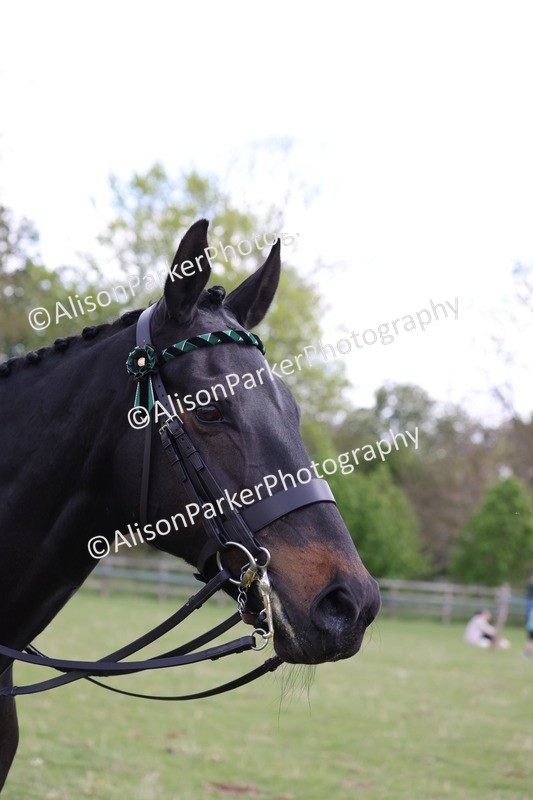 20250427-4096 - Class 34 - Best Riding Horse Over 14.2hh