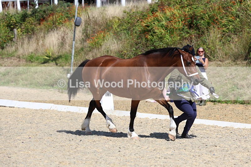 3E7A9834 - In Hand Championship