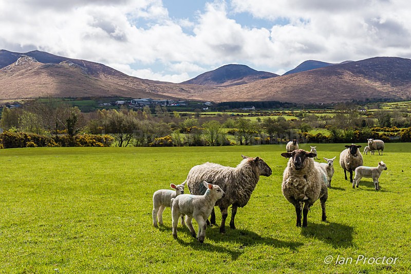 Sheep of the Mournes - Mourne Mountains