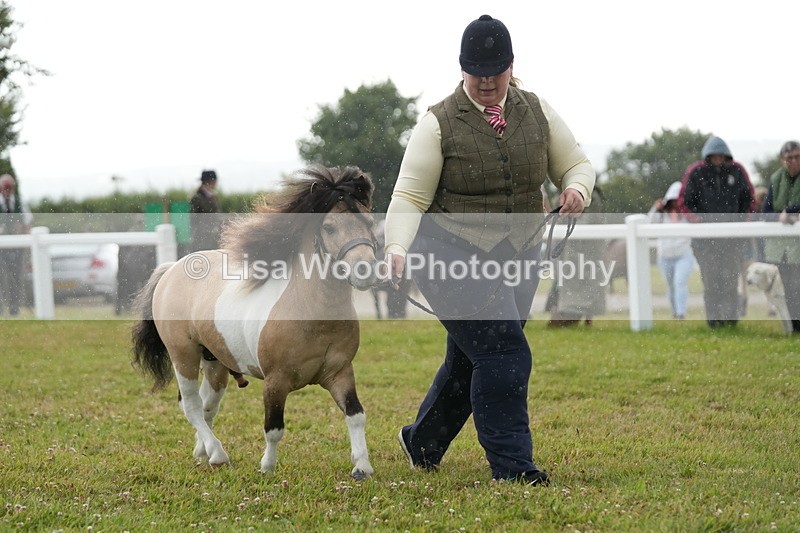 DSC04606 - Class 46: NPS Shetland Youngstock