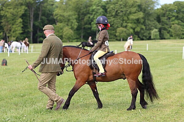 IMG_2306 - Working Hunter