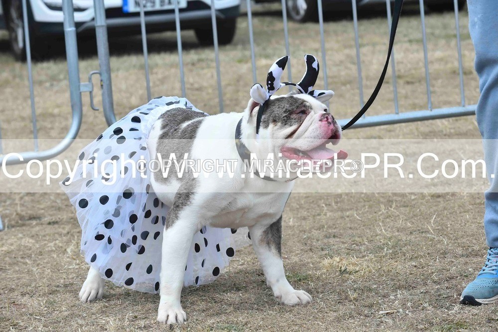 SH4_0289 - Dog show.