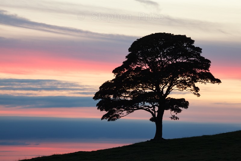 Lone Tree | Colourful Sky and Tree Silhouette