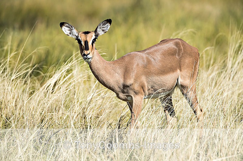 Black-faced Impala  (f) - Etosha National Park ~ Mammals
