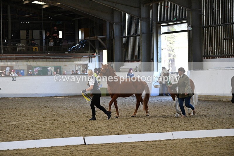 WJ5_3787 - Class 5 In Hand Veterans