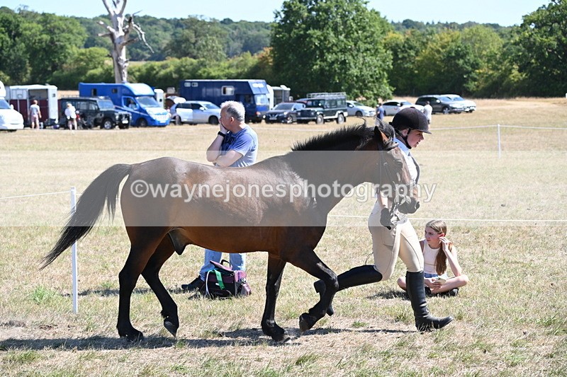 WJ6_8572 - Class 37b Best Loan Pony In-hand