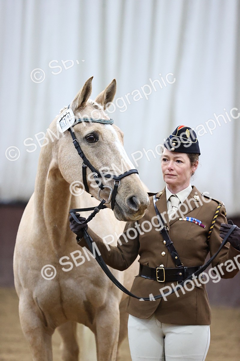 SBM_5193 - Class 39 - In Hand Gelding