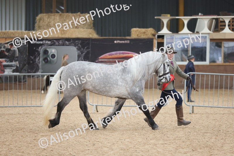 20251109-1056 - Class 28 - Mares 4 Years and over