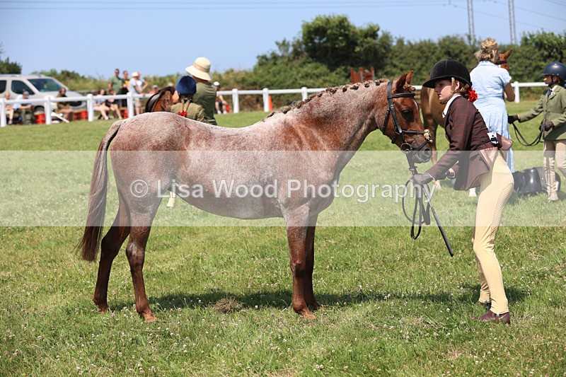 JPP_2876 - Class 21: Working Hunter 60cm