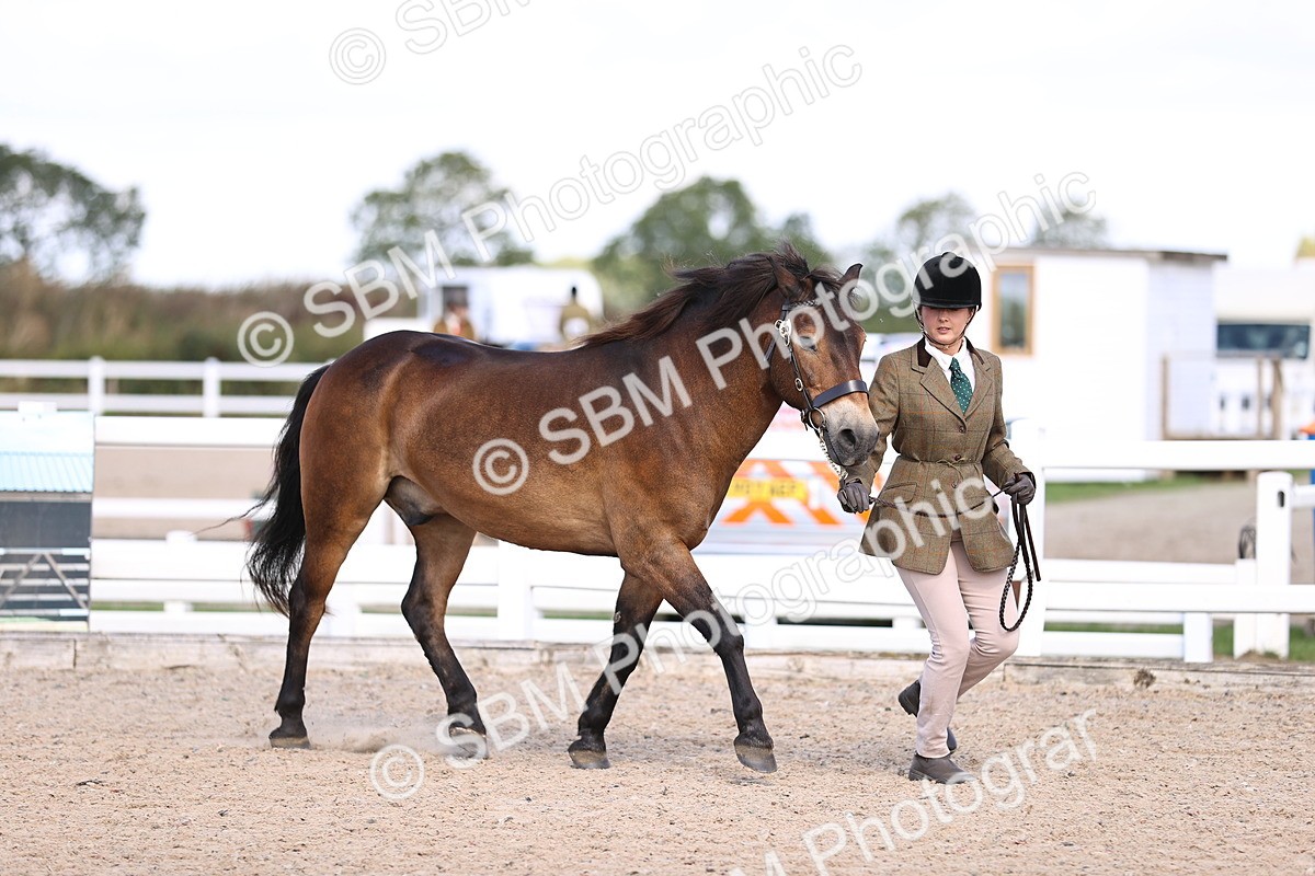 SBM_14367 - Class 412 - Handsomest Gelding (IH or Ridden)Adult
