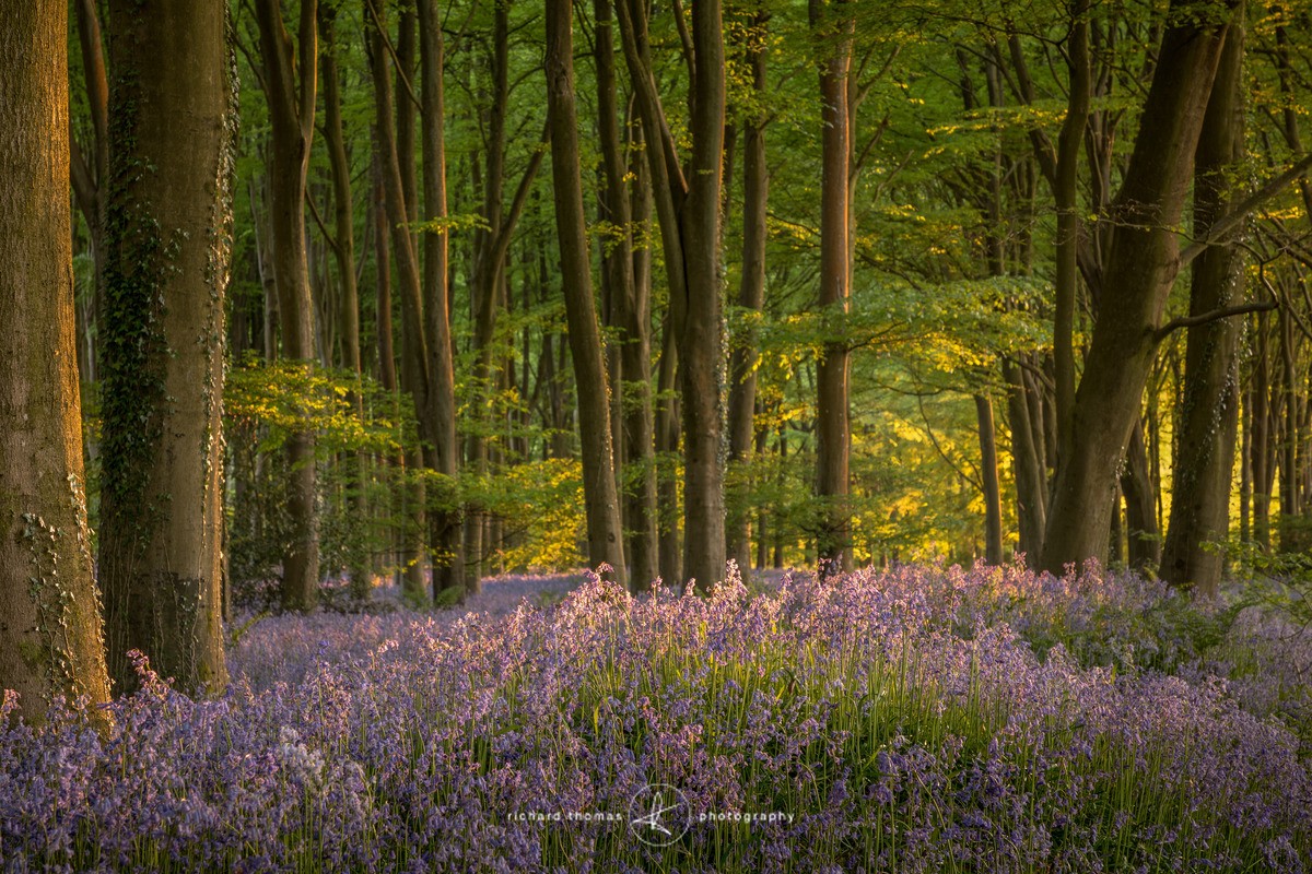 Blue ridge woods - BlueWood