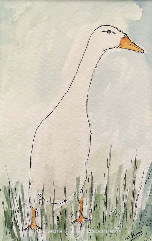Runner duck - Animals