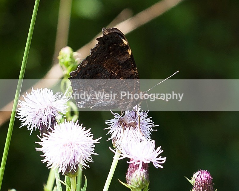 20110730-IMG_6207 - Butterflies & Moths