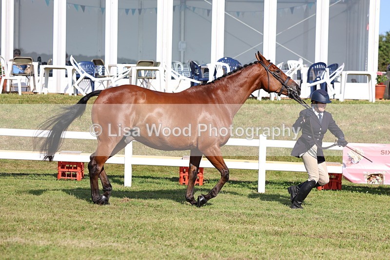 3E7A5678 - Class 2: Rising Star Large Hack/Riding Horse