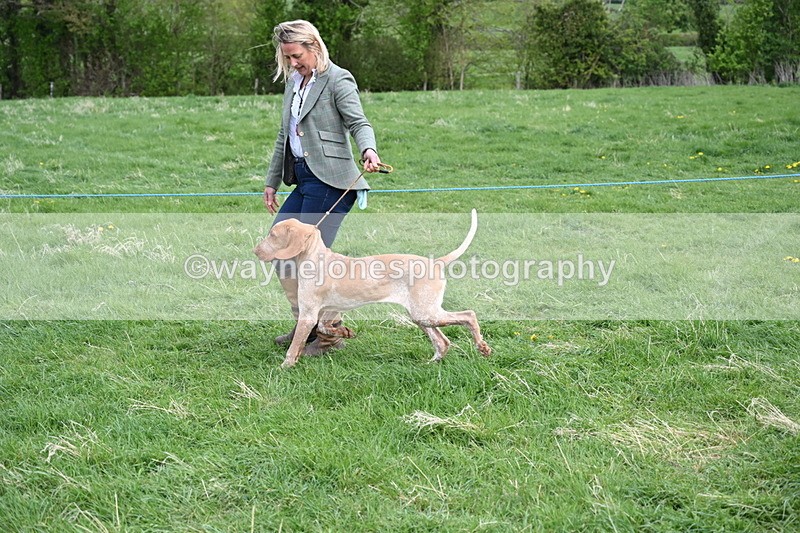 WJ6_8086 - Class 2 Best Pedigree