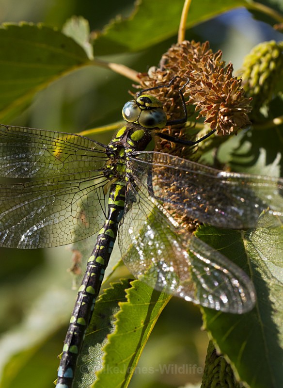 Southern Hawker Dragonfly, Cheshire - DRAGONFLY & DAMSELFLY GALLERY