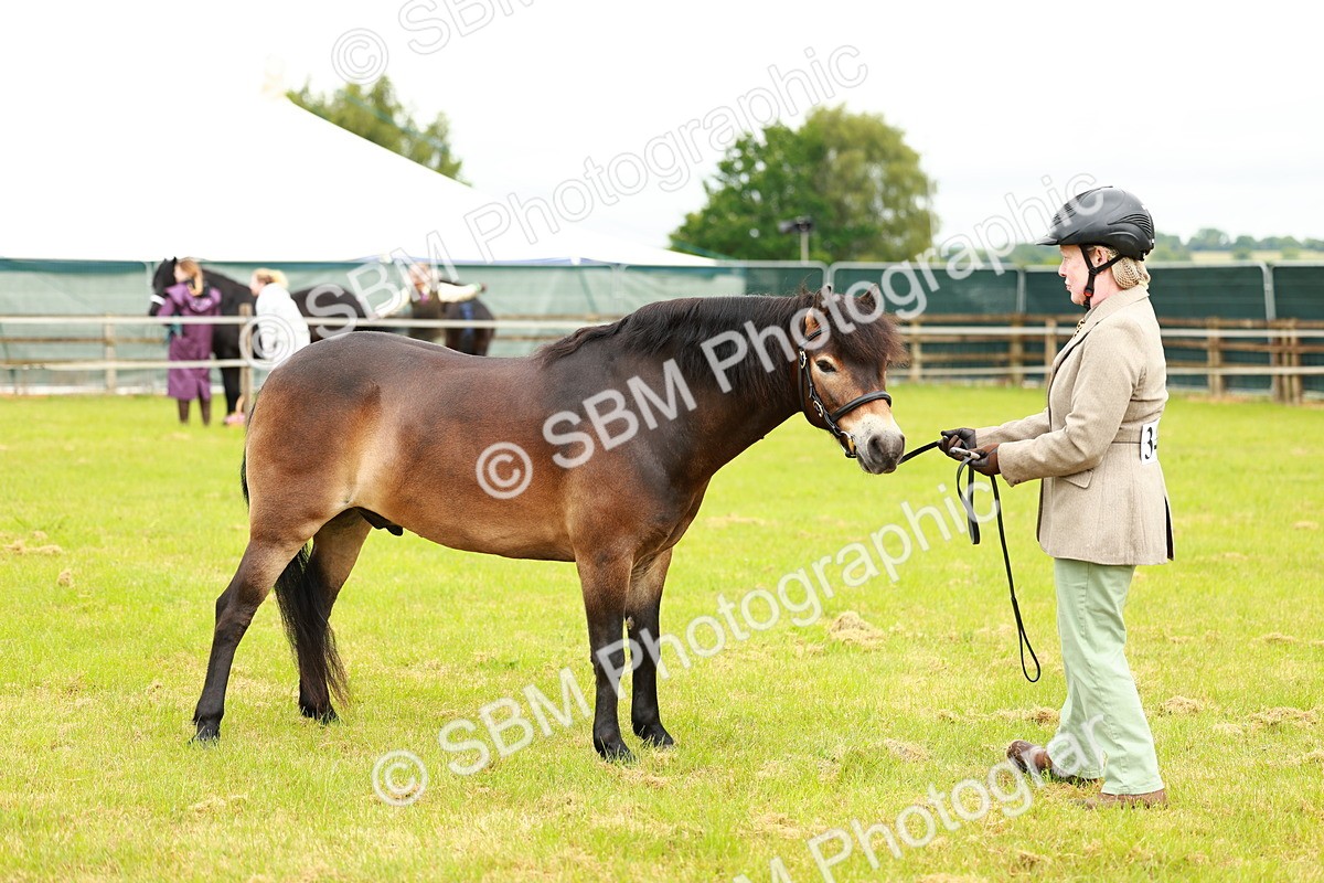 SBM_00278 - Class 58-67 - M&M Non Welsh Pony In hand