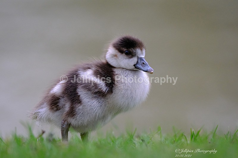  - Wildlife and Nature