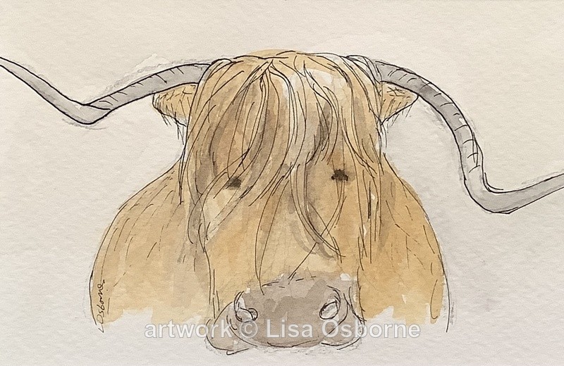 Highland cow - Animals
