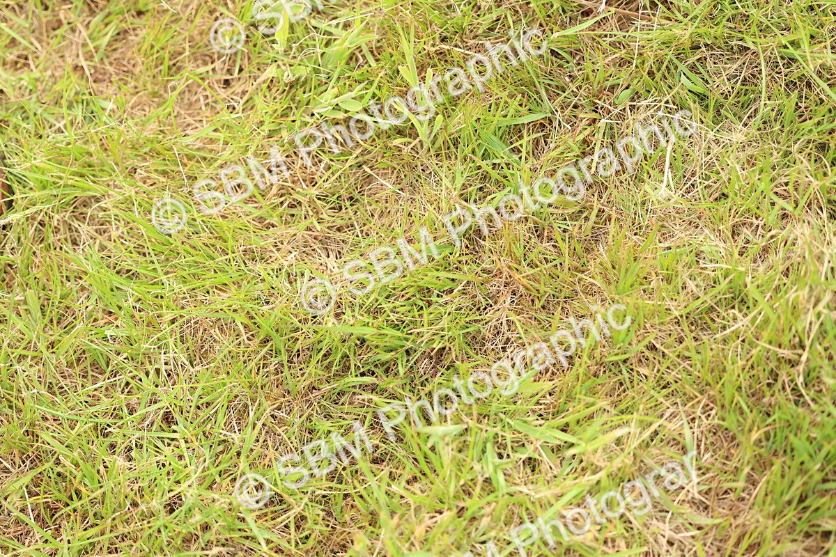 SBM_10421 - Class 44-45 - LIHS BSPS Open Nursery and Cradle Stakes